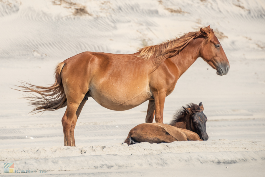 Wild Horses in Carova