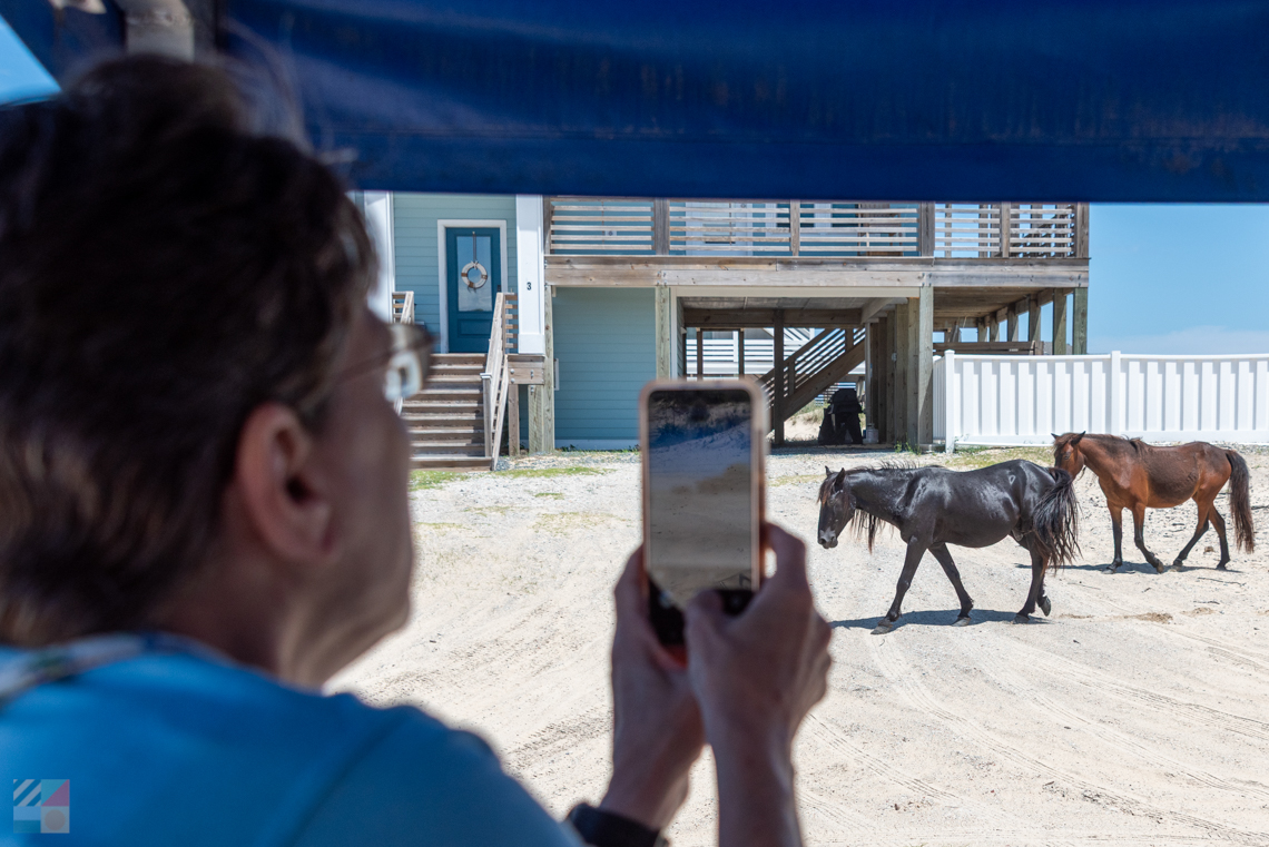 Photographing Wild Horses in Carova from a tour
