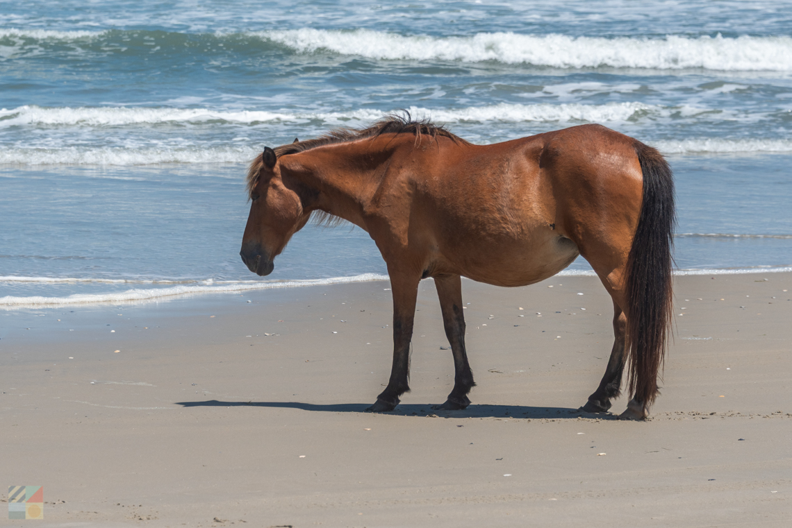 Wild Horses in Carova