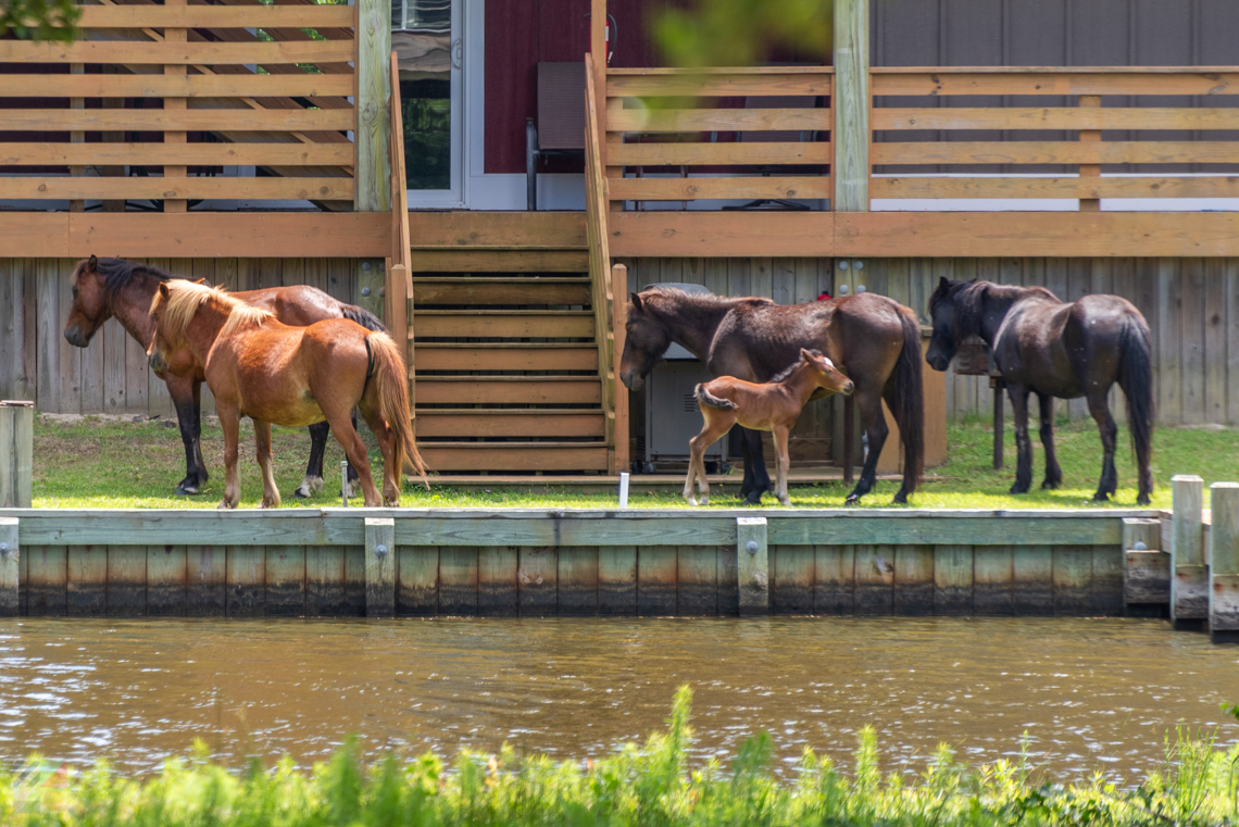 Wild Horses in Carova