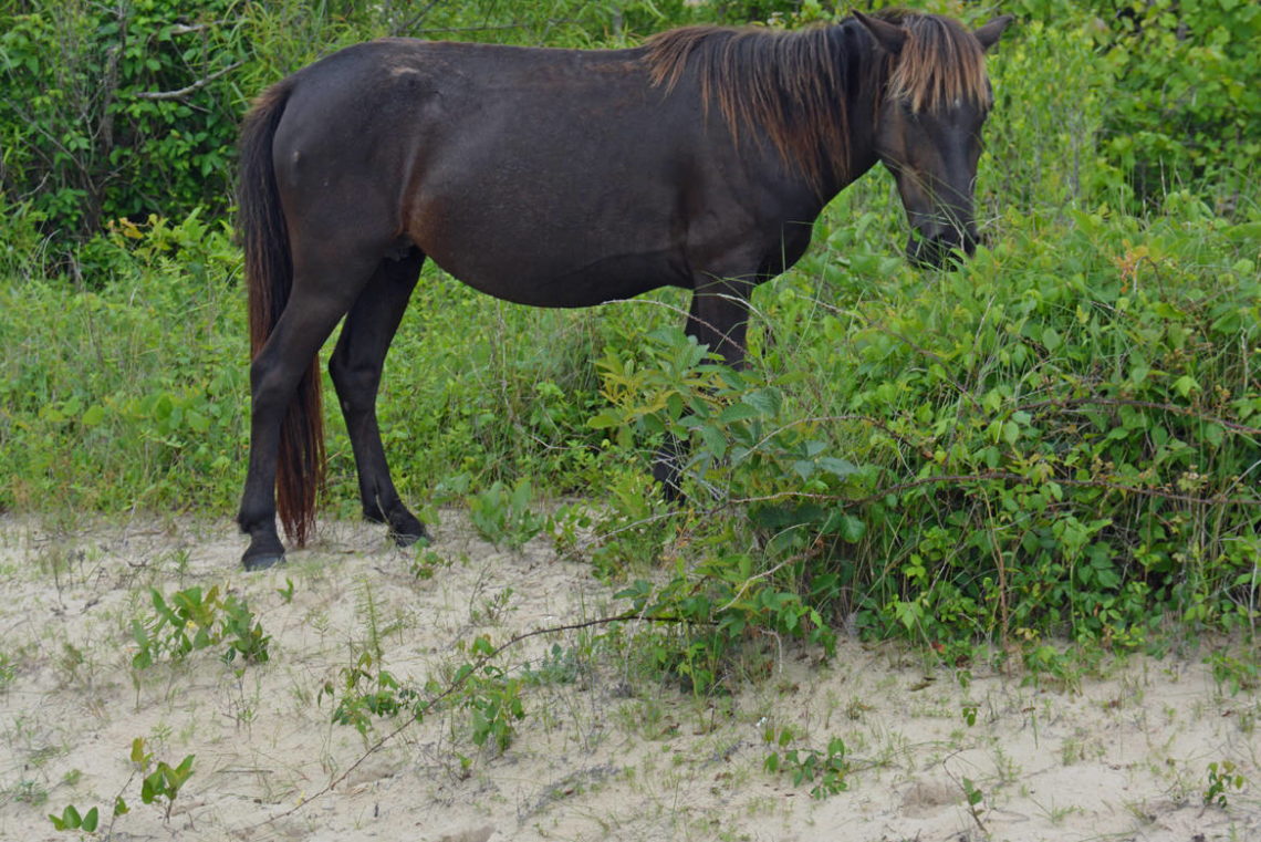 Ocracoke Wild Ponies