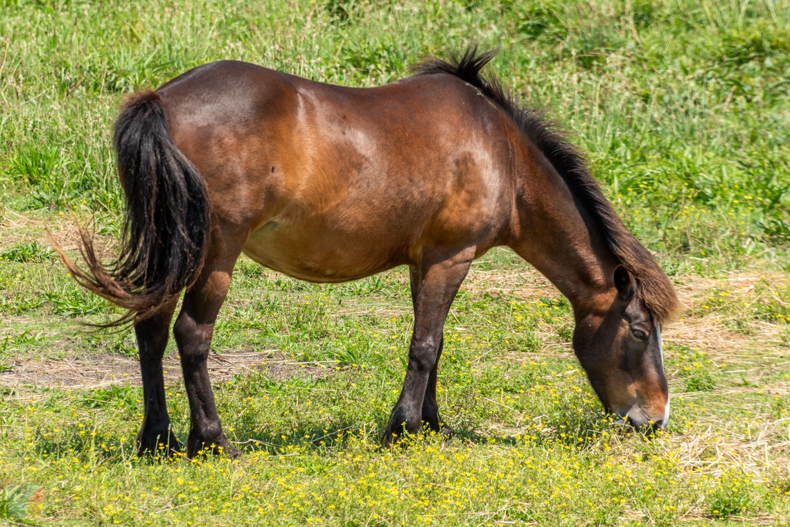 Ocracoke Ponies