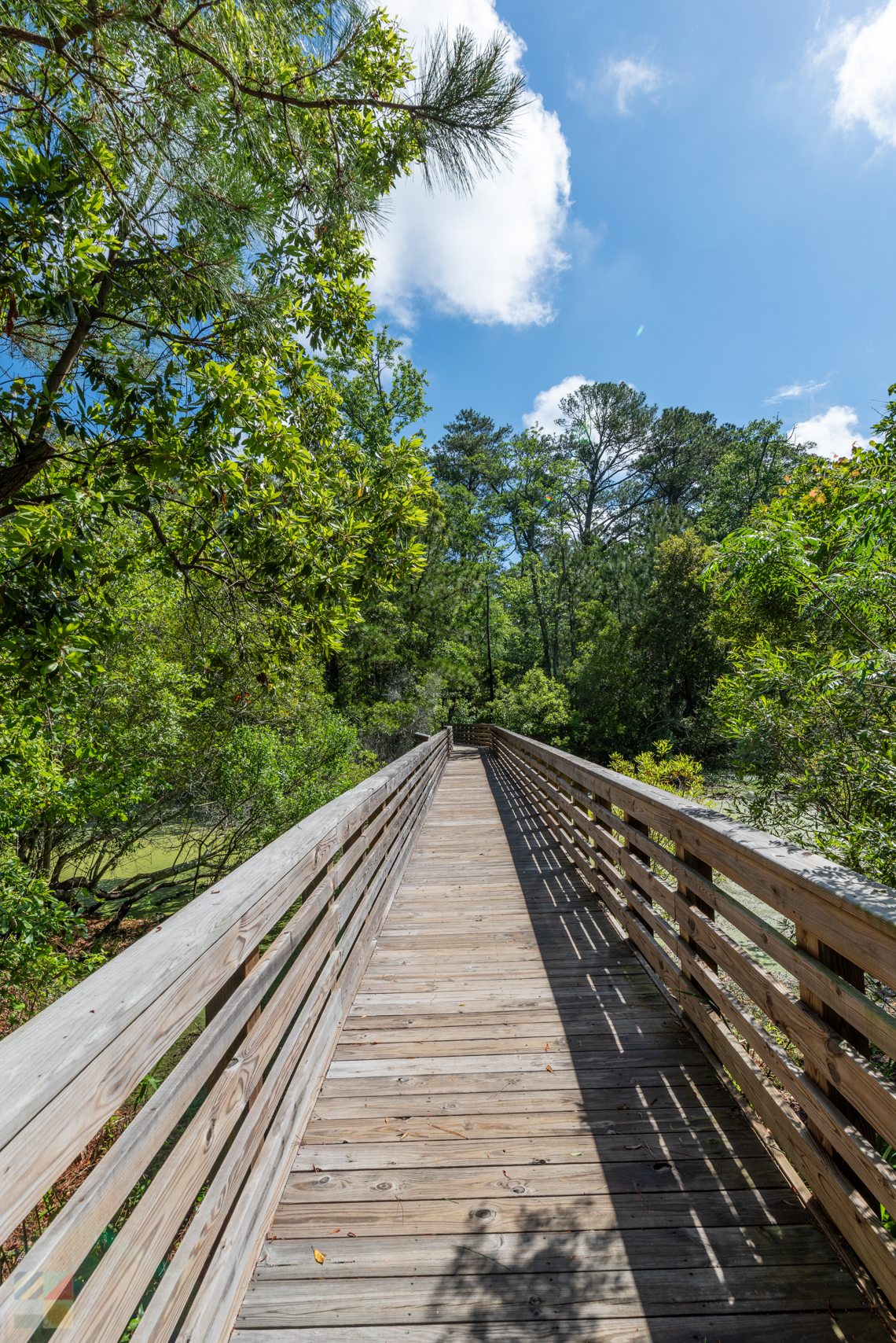 Kitty Hawk Woods